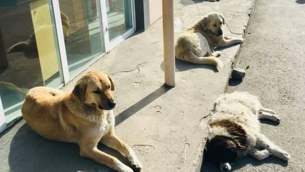 Женщина подружилась с бездомными собаками рядом со своим офисом