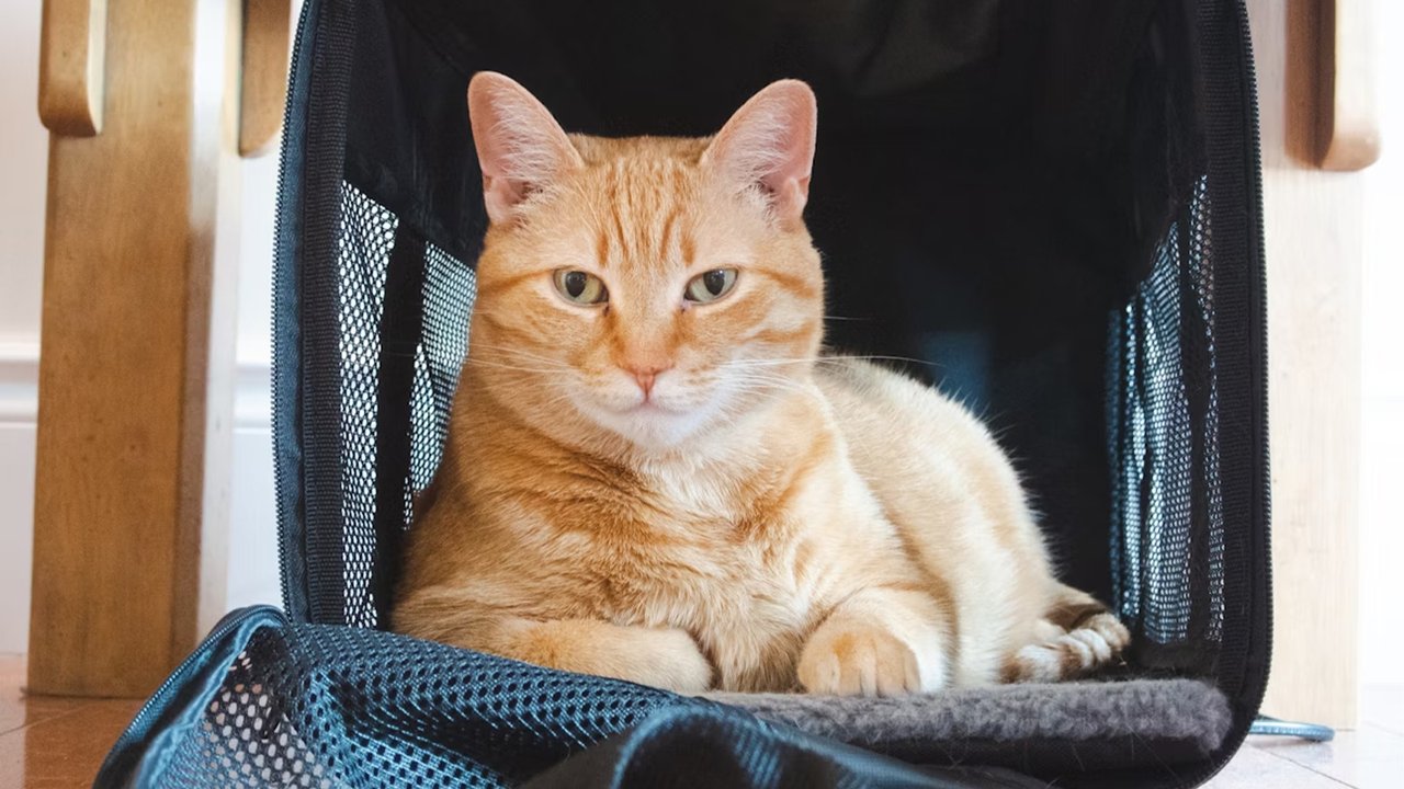 Рыжий кот сидит в переноске