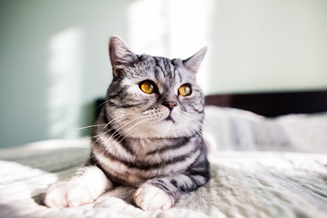 Кошка Кошка