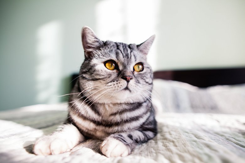 Кошка Кошка
