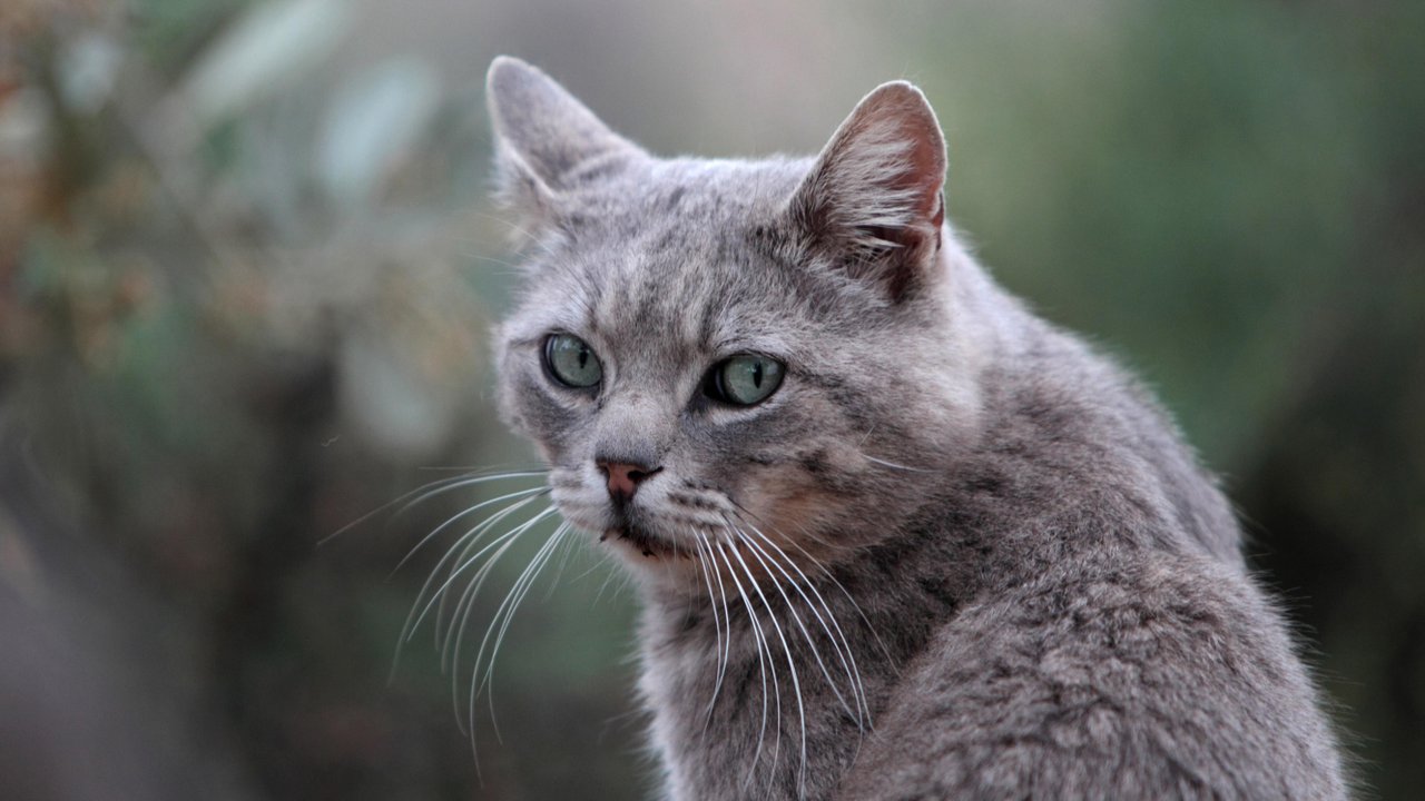 7 признаков недовольства кошки: как реагировать (и надо ли?) - Питомцы  Mail.ru
