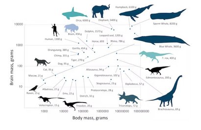 Размеры динозавров и вес их мозга сравниваются с аналогичными данными других существ. Фото: phys.org