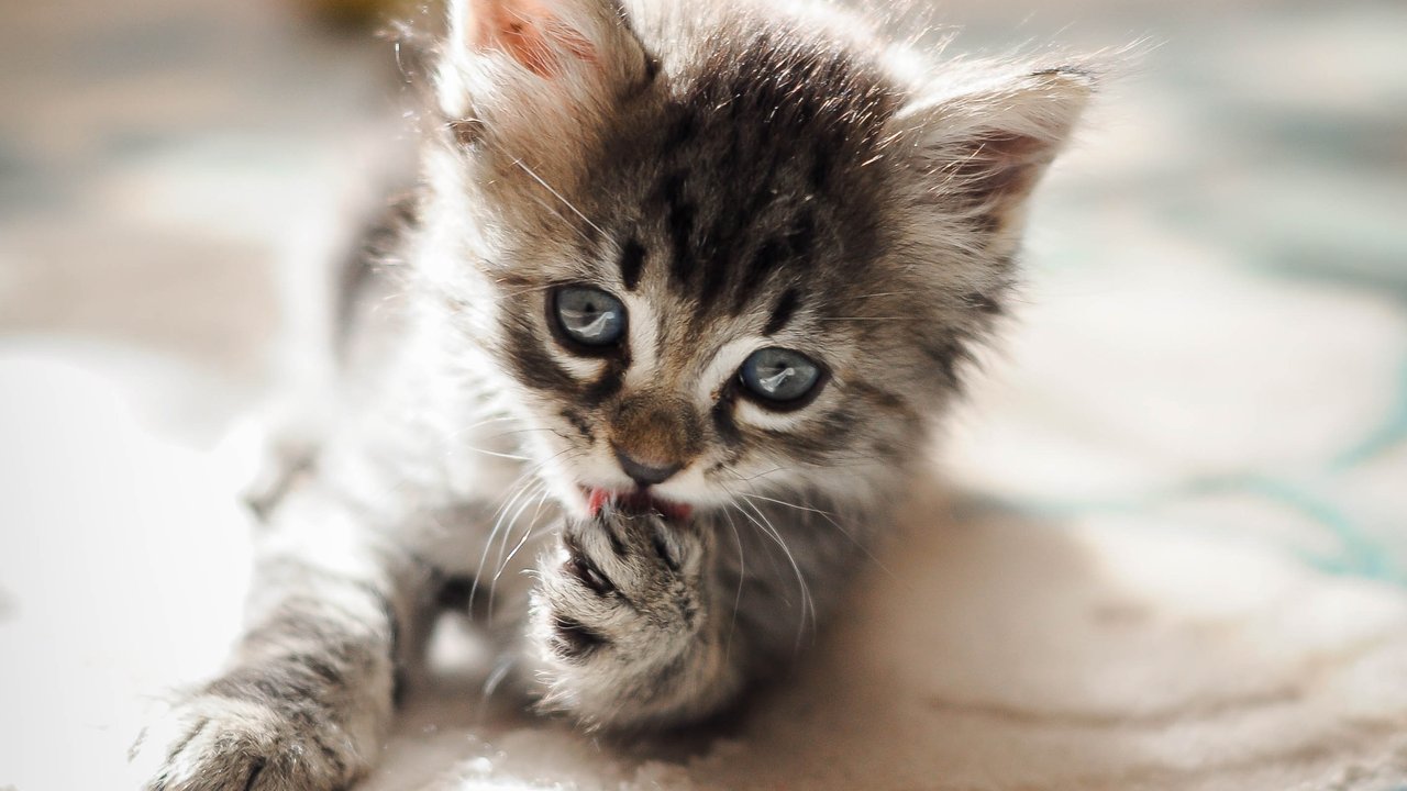 Котенок, взрослый, пожилой | 3 этапа жизни кошки - Питомцы Mail.ru