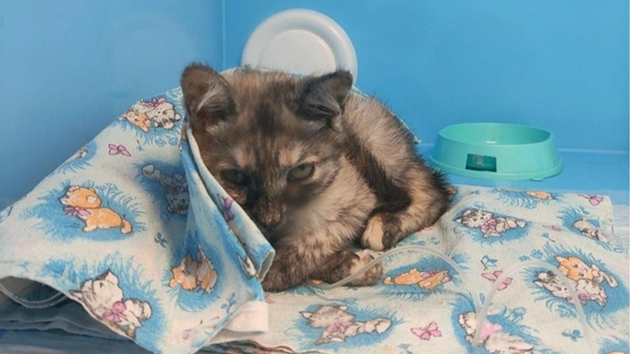 Кошка лежит Кошка лежит