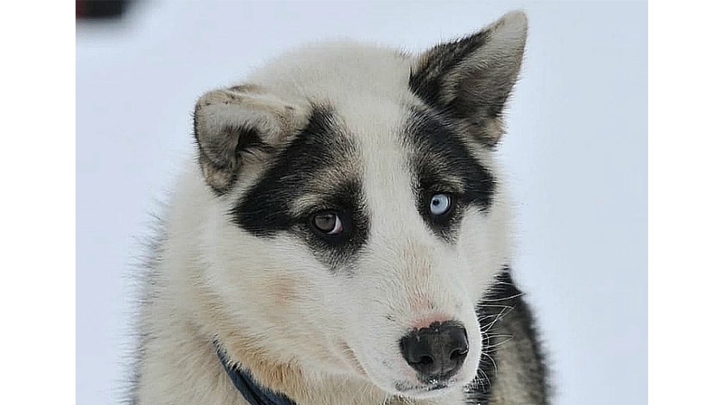 Лайка