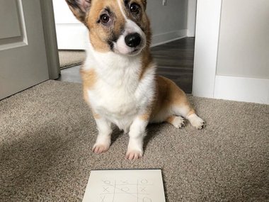 Pets.mail.ru Pets.mail.ru