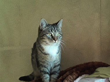 Кошечка по имени Снежка Кошечка по имени Снежка