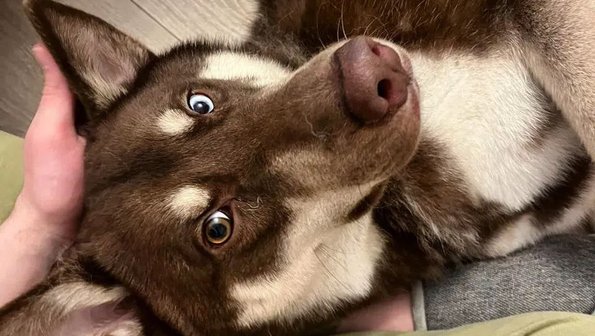 Хозяева отказались от собаки с красивой мутацией под Москвой