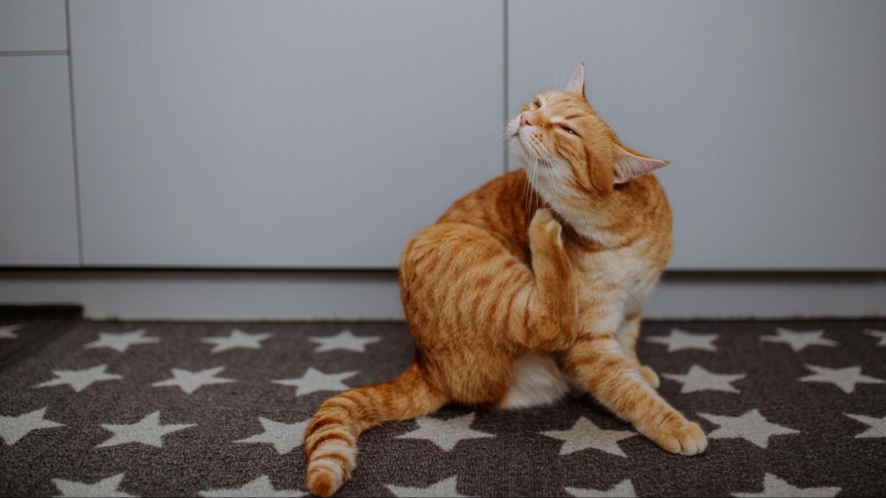 Кошка чешет Кошка чешет