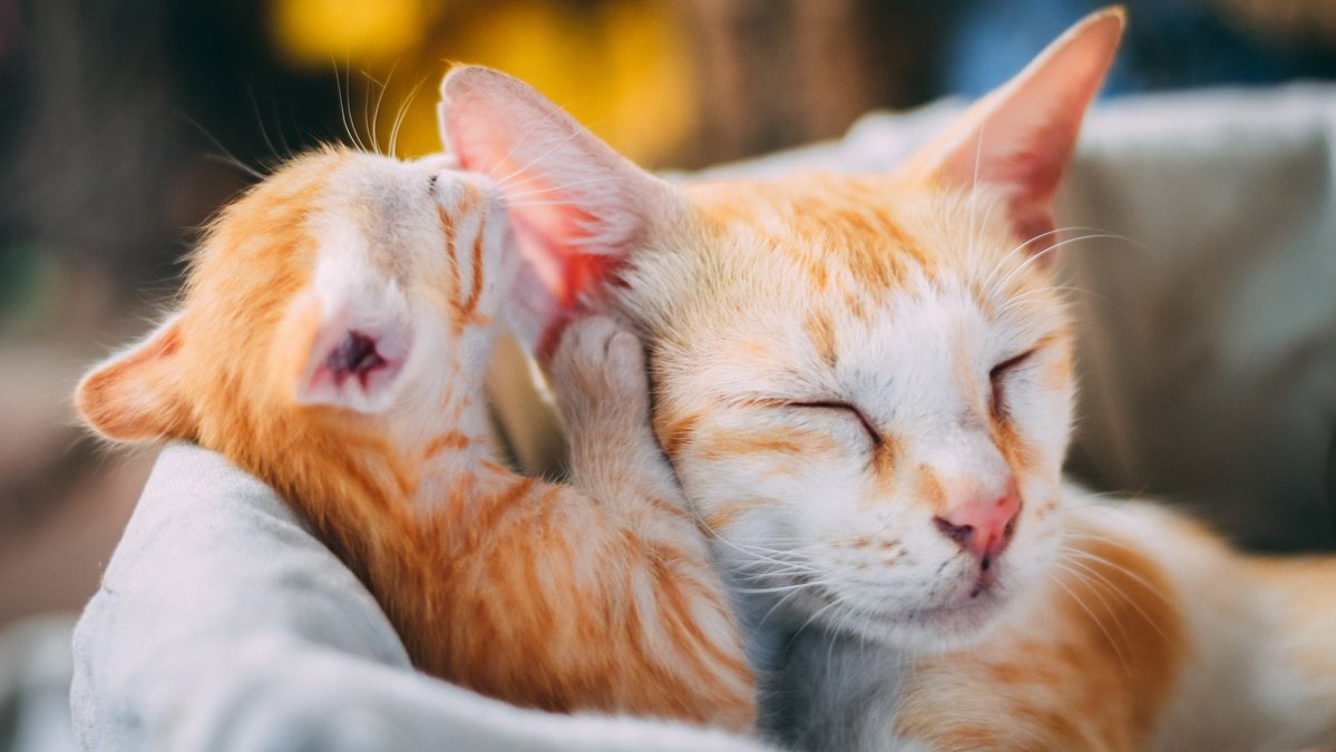 Когда котята открывают глаза? 5 вопросов о самых маленьких - Питомцы Mail.ru