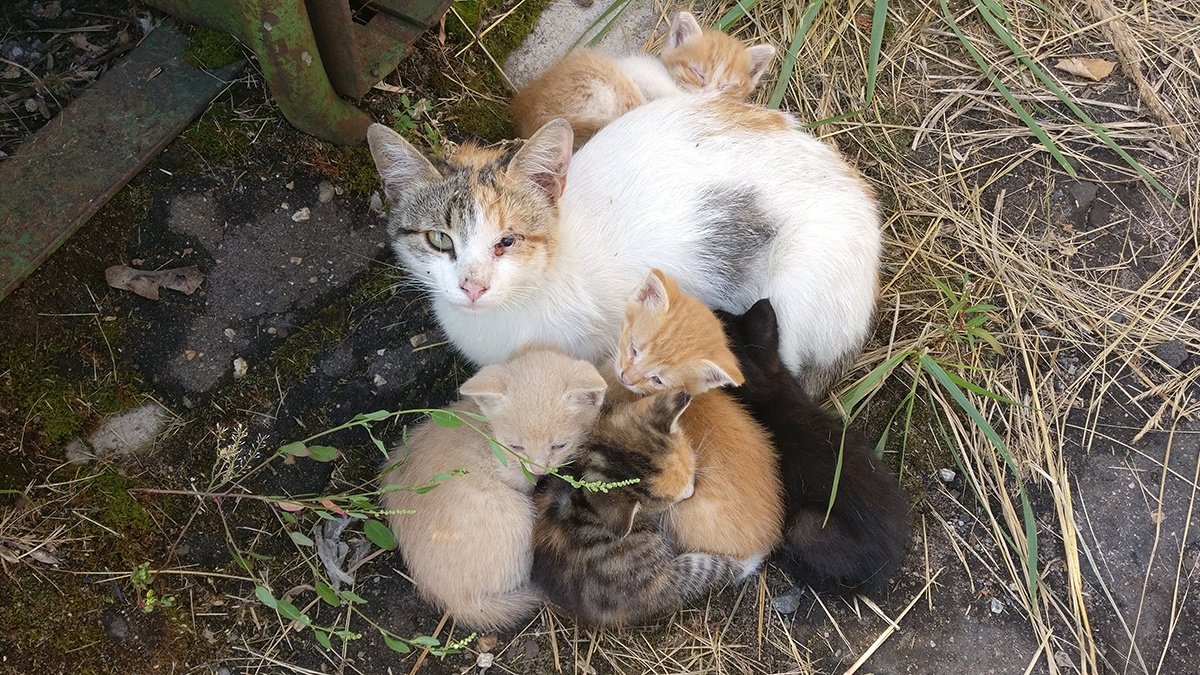 Cats of the MiG factory