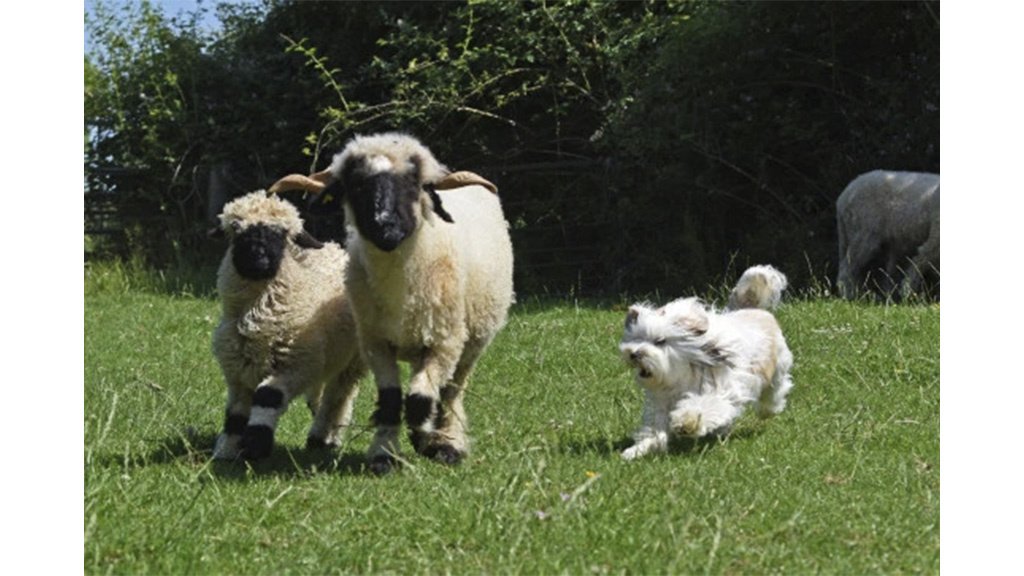 Очень пушистая собака не смогла стать пастухом | Овцы думали, что она одна  из них - Питомцы Mail.ru