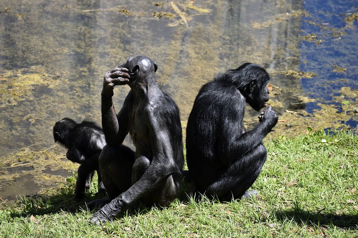 bonobo-apes-2857764_1280
