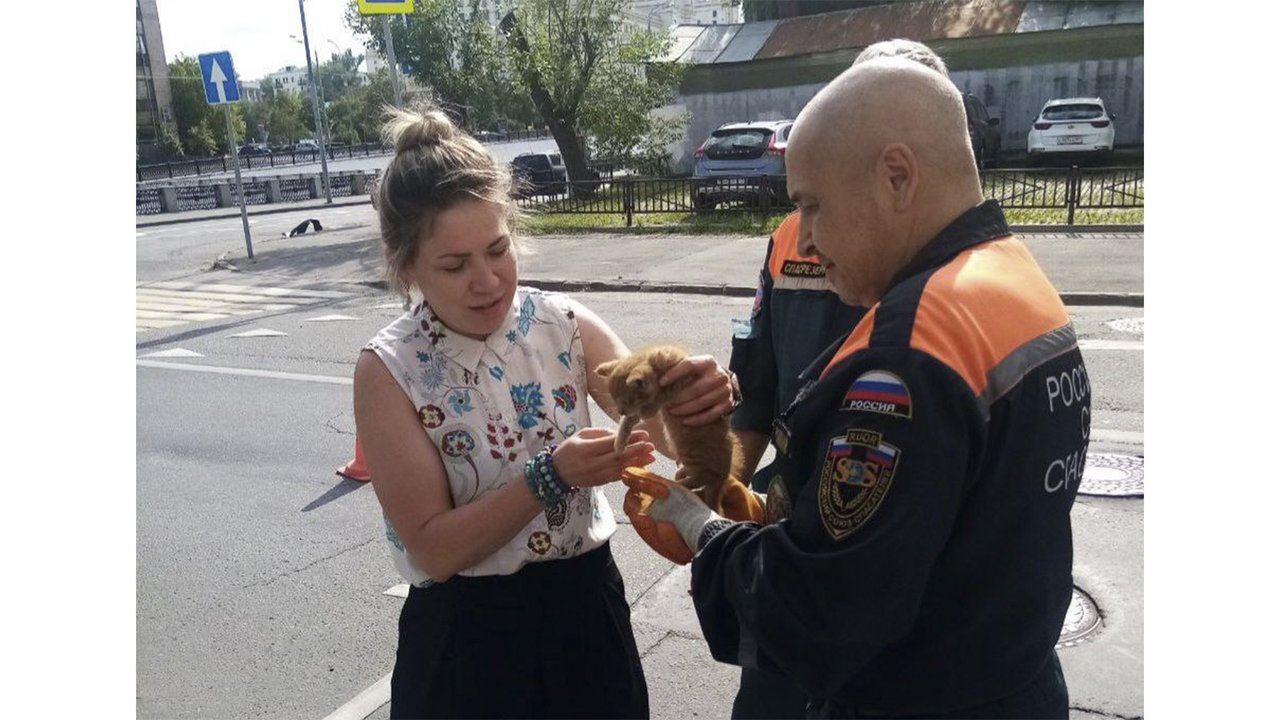 В Москве котенок прокатился «зайцем» и помог найти утечку масла В Москве котенок прокатился «зайцем» и помог найти утечку масла