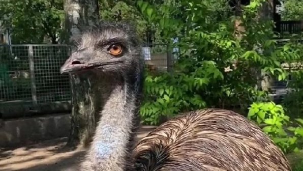 Трапезу страуса Василия Ивановича показали в Ленинградском зоопарке