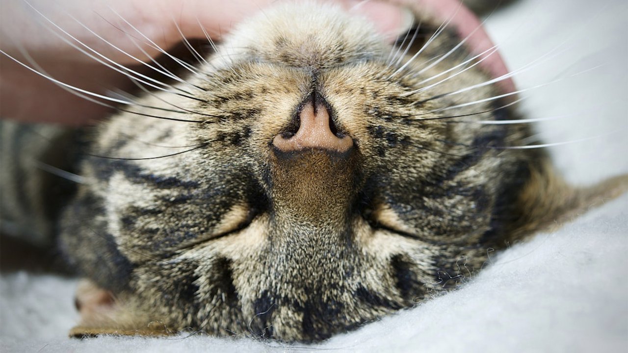 Кошка лежит на спинке Кошка лежит на спинке