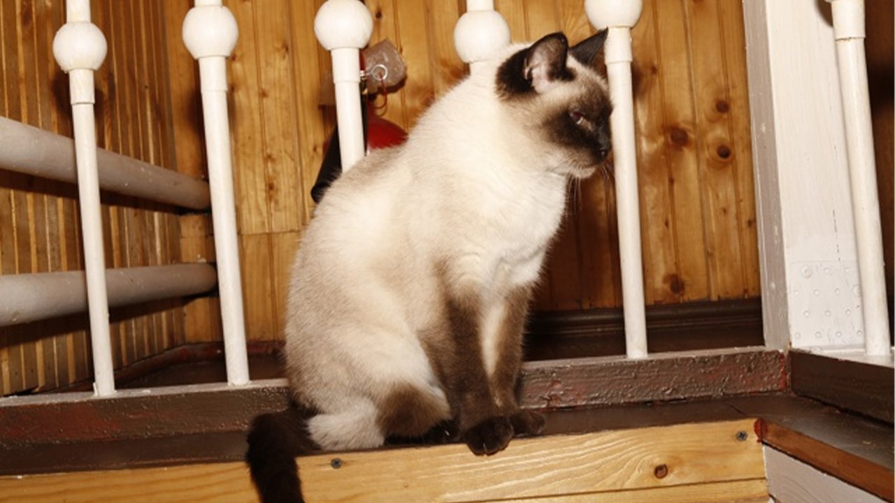 Сиамская кошка Сиамская кошка