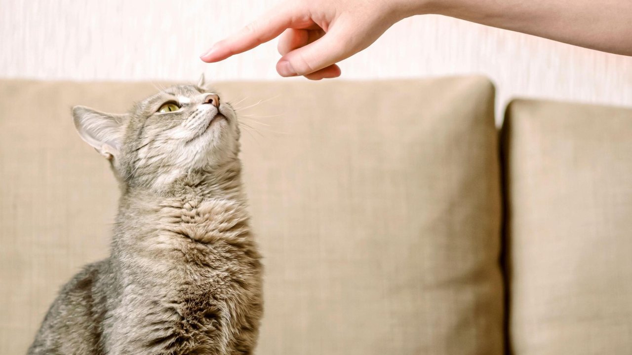 Кошка Кошка