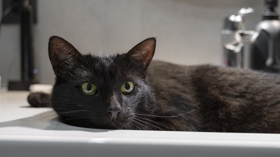 Черная кошка лежит в раковине на фоне крана 