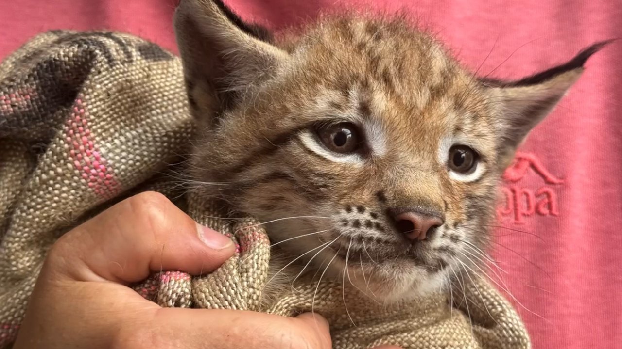 Котенок рыси на руках у человека Котенок рыси на руках у человека