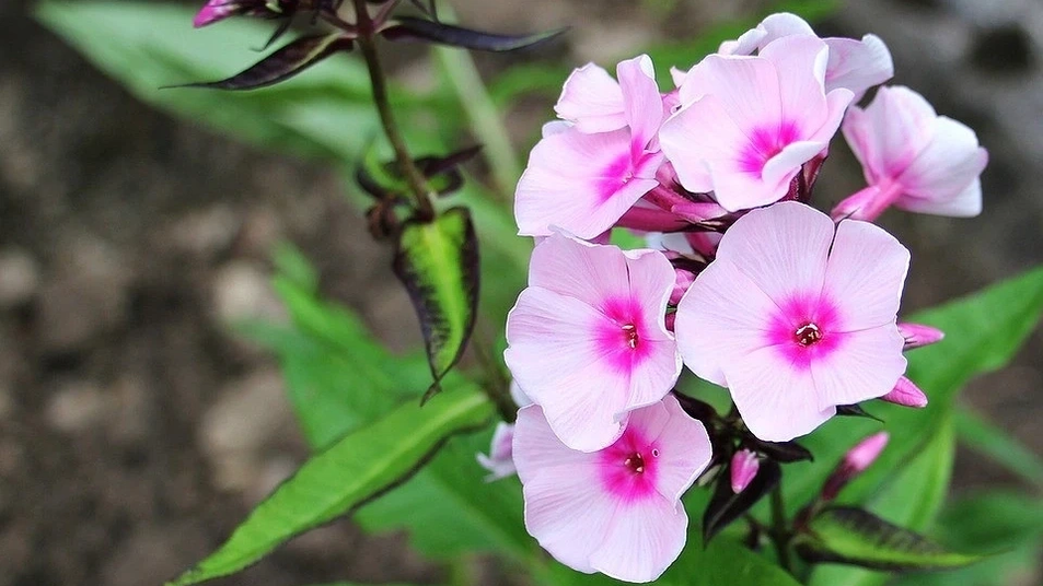 Phlox