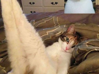 Кошки в любом положении выглядят привлекательно.