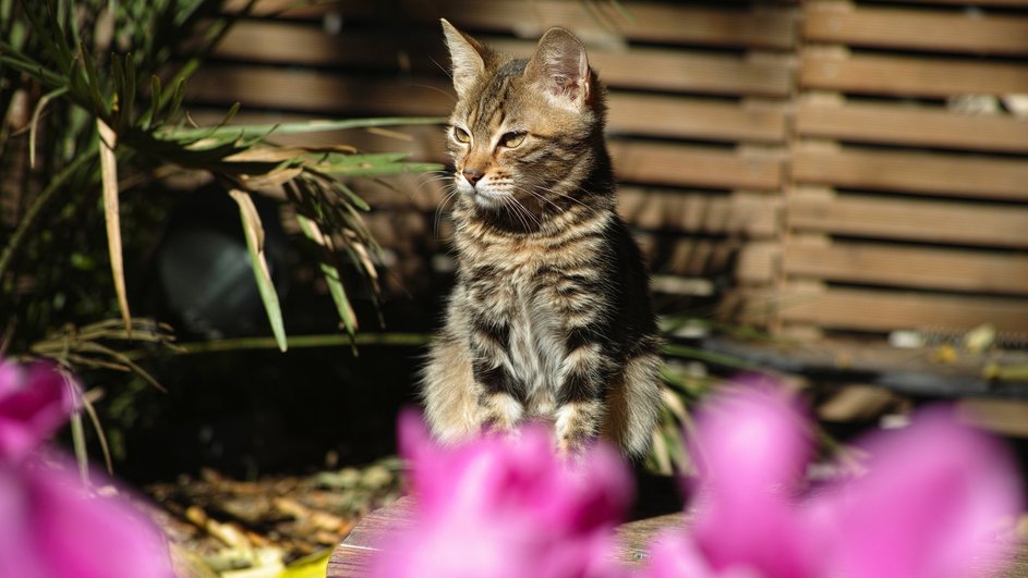 Кошка сидит на земле в солнечный день на фоне цветов