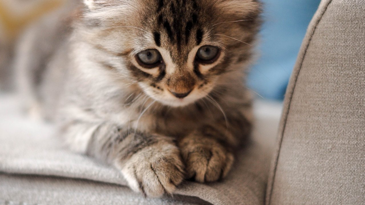 Как котята познают мир | Разбор пяти органов чувств - Питомцы Mail.ru