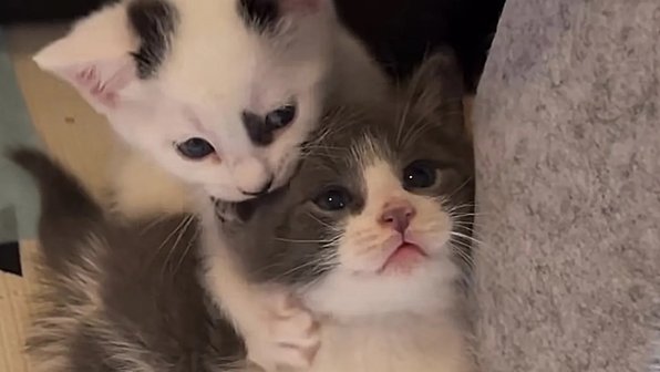 Кошка позвала рабочих, чтобы они спасли ее крошечных котят