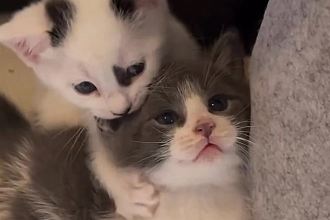 Кошка и котята