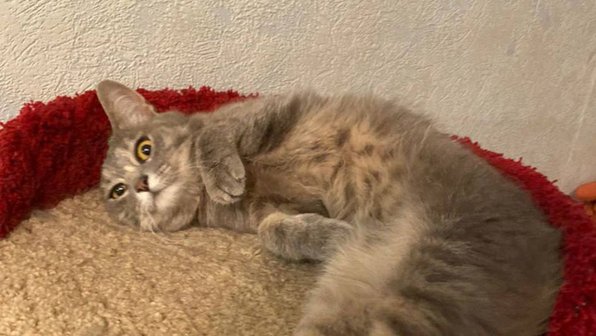 Под Домодедово ищут кошку, пропавшую после ДТП