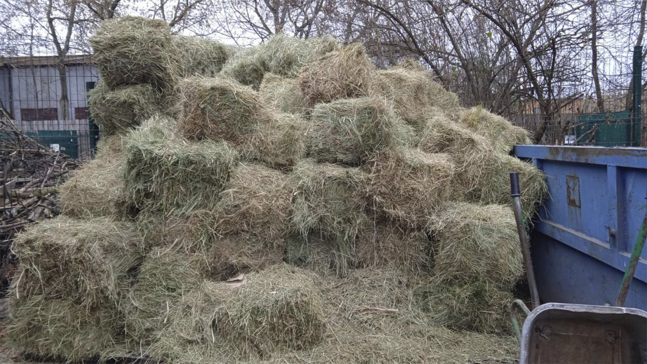 «Сено! Солома!» Чем помочь приютам для собак в преддверии зимы