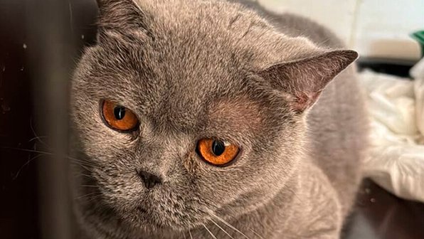 Подмосковные ветеринары спасли 16-летнюю кошку с отеком легких