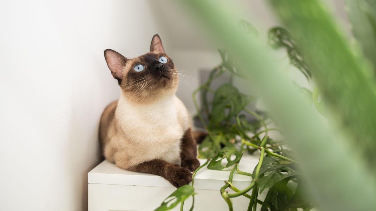 Сиамская кошка