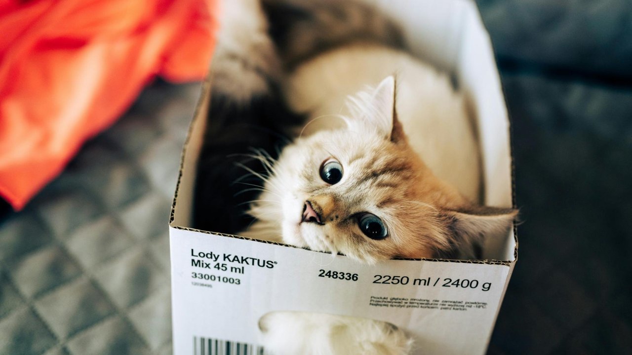 Кошка в коробке Кошка в коробке