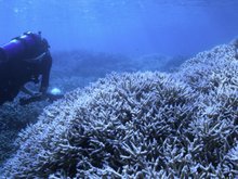 Кадр из В поисках кораллов