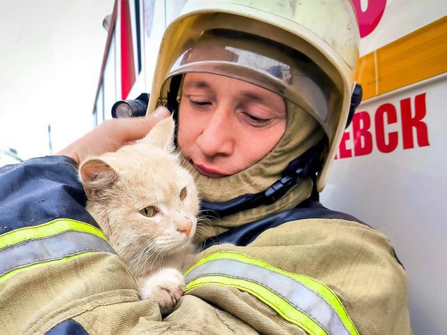 В МЧС дали советы по безопасности владельцам кошек