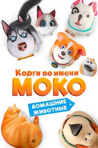 Корги по имени Моко. Домашние животные