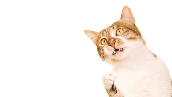 «Мужикам понравилось»: 20 смешных отзывов об игрушках для кошек