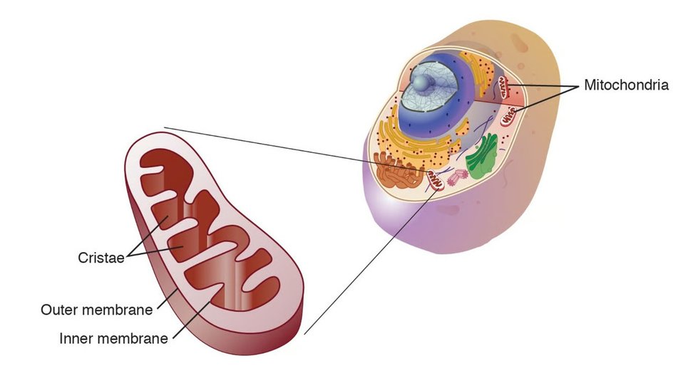 Схема митохондрии в клетке