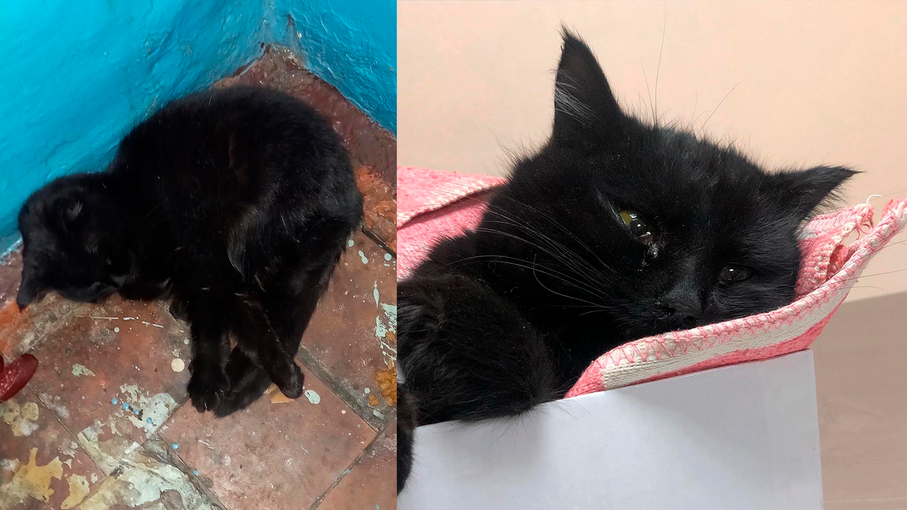 Мерлин пять дней лежал в подъезде, пока волонтеры не увезли кота в клинику