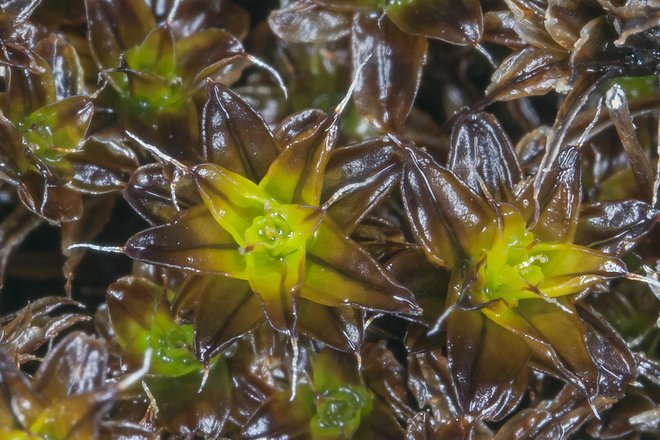 Syntrichia caninervis