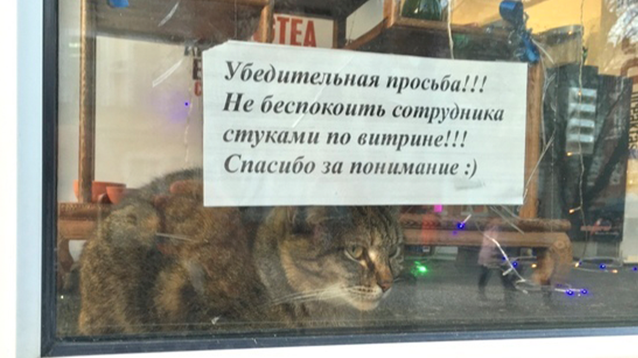 Рядом с местами отдыха висят таблички с просьбой не беспокоить кота Рядом с местами отдыха висят таблички с просьбой не беспокоить кота