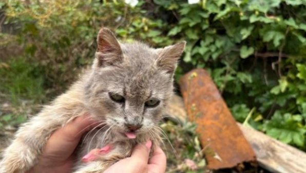 Пермячка спасла котенка и больную кошку в Абхазии