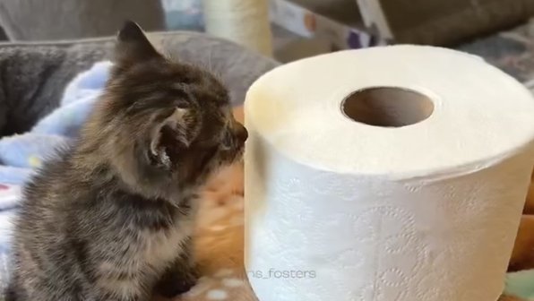В интернете нашли самую маленькую домашнюю кошку