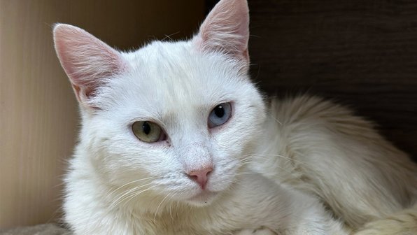 Кошка два дня приходила к магазину и мяукала, умоляя ей помочь
