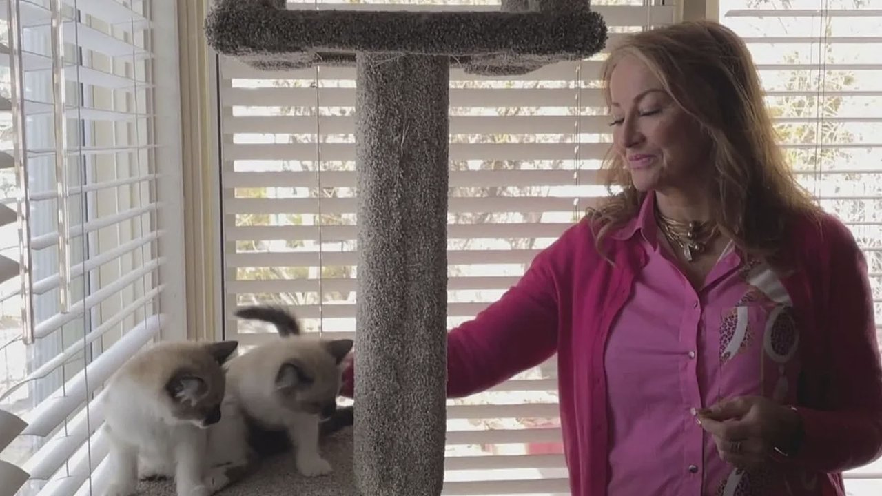 Женщина заказала клонов своего кота — причина удивила Сеть