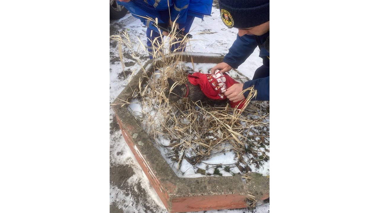 В Черняховске во время пожара спасли 6 человек и кота В Черняховске во время пожара спасли 6 человек и кота