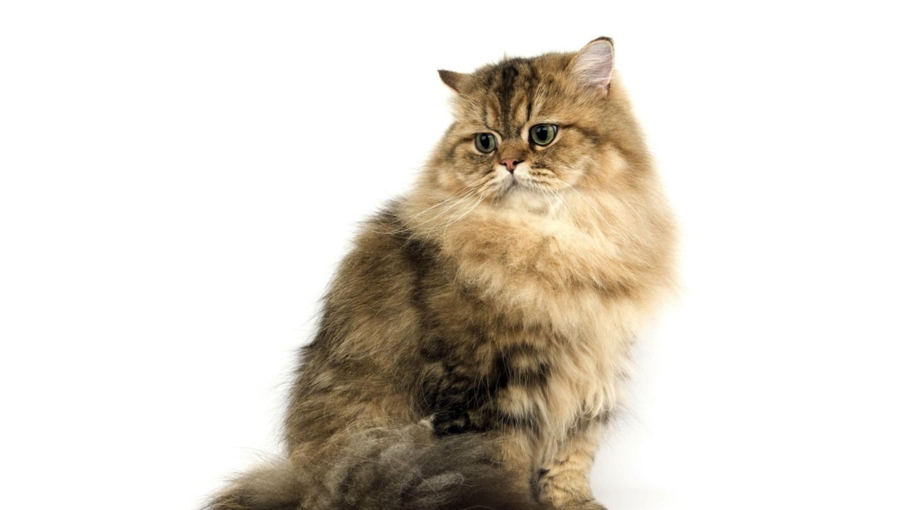 Персидская кошка Персидская кошка
