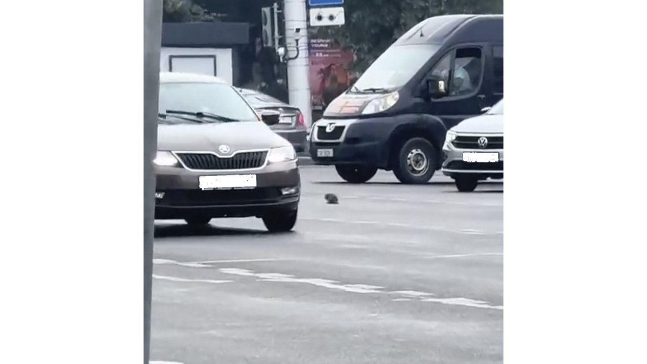 Котенок на проезжей части Котенок на проезжей части